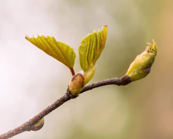 Tree buds opening in spring